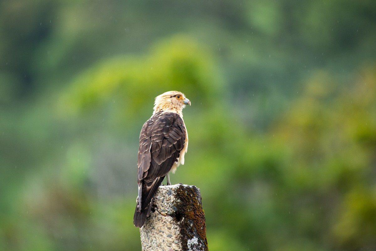 Yellow-headed Caracara - ML623663961