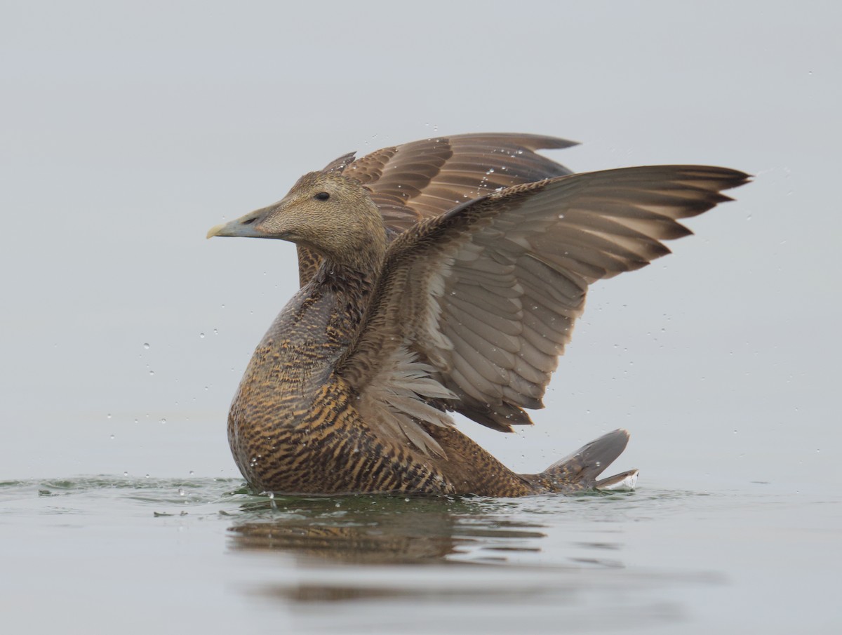 Common Eider - ML623663962