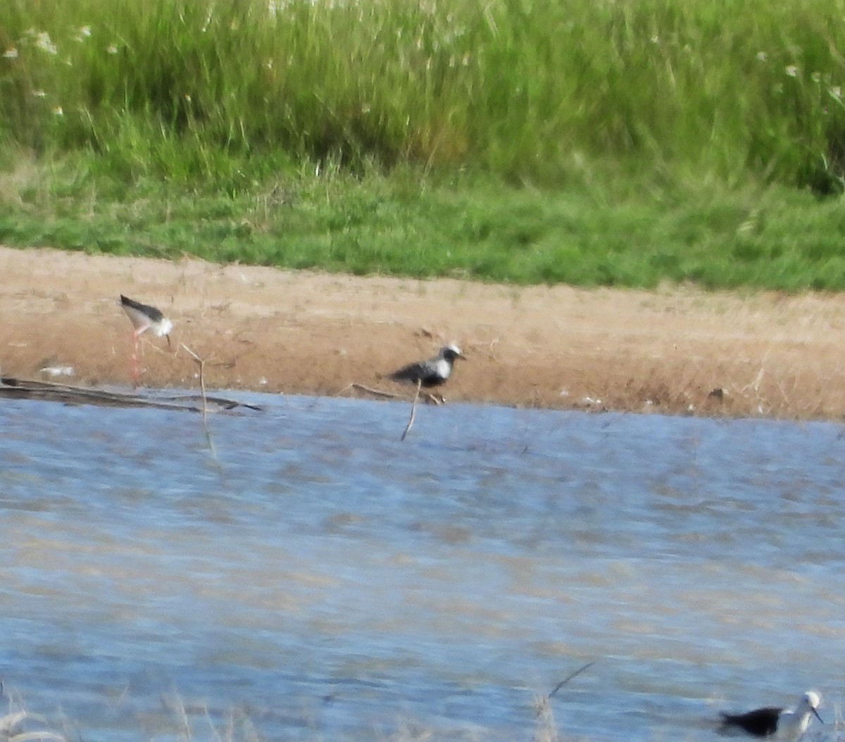 Black-bellied Plover - ML623663981