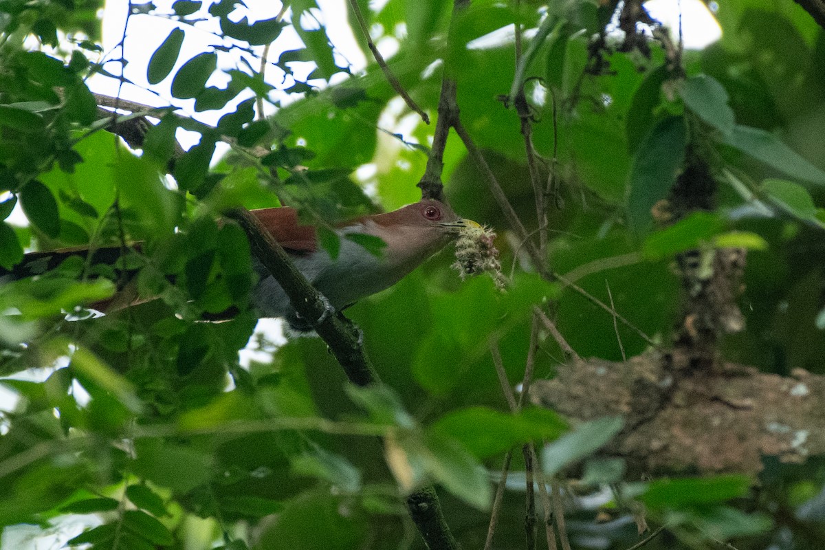 Common Squirrel-Cuckoo - ML623663990