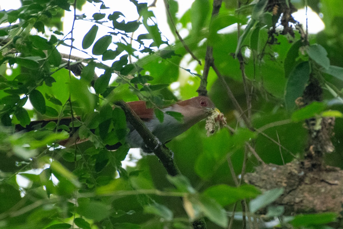 Common Squirrel-Cuckoo - ML623663991