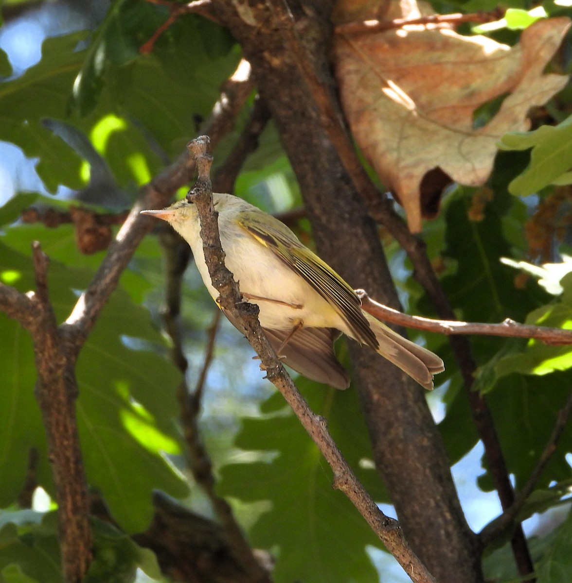 Western Bonelli's Warbler - ML623664022