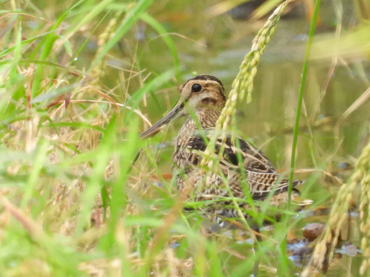 Latham's Snipe - ML623664071