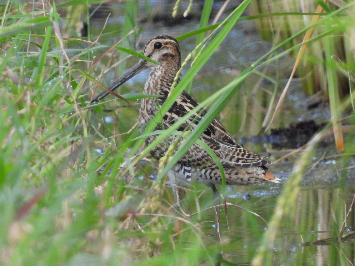 Latham's Snipe - ML623664072