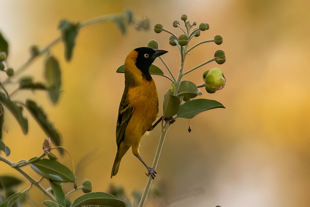 Lesser Masked-Weaver - ML623664085