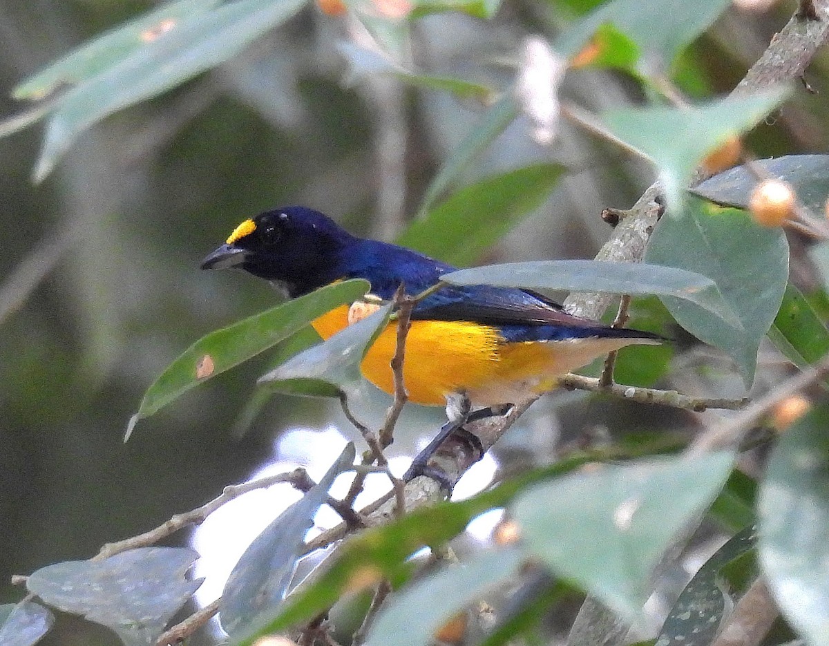 White-vented Euphonia - ML623664087