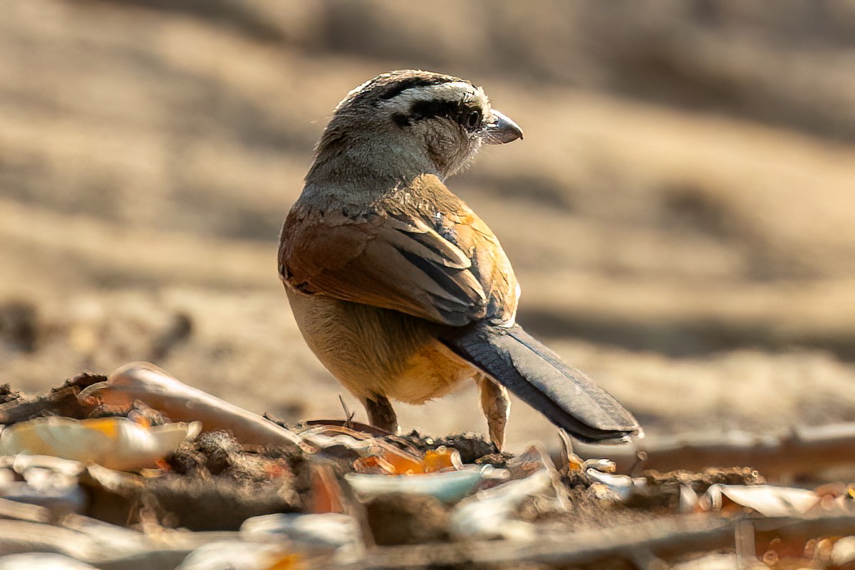 Brown-crowned Tchagra - ML623664094