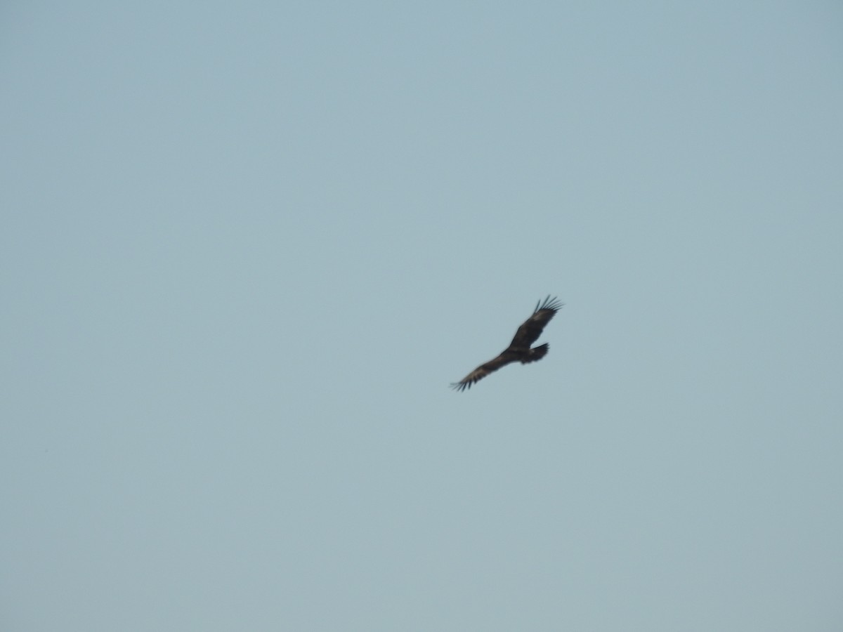 Lesser Spotted Eagle - ML623664112