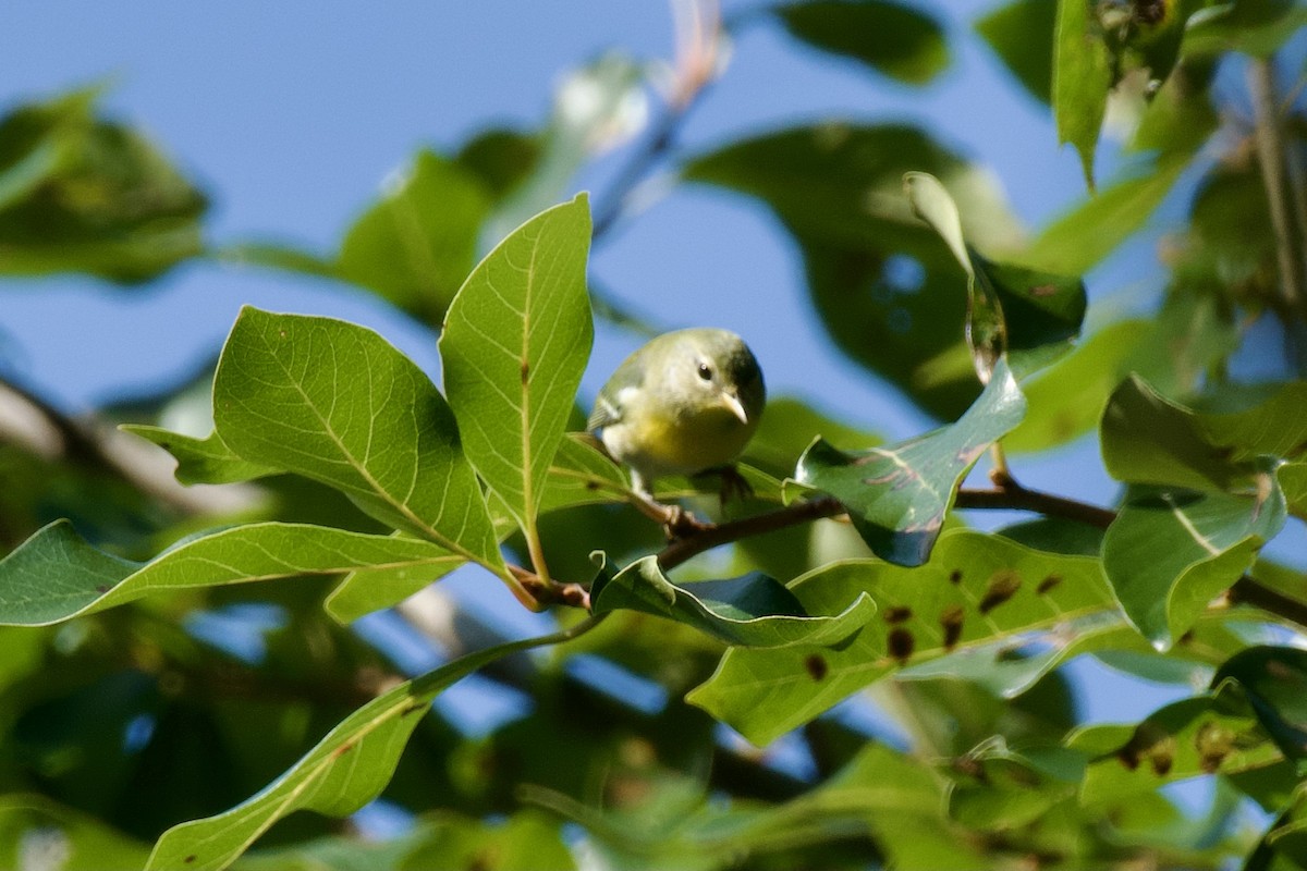 Northern Parula - ML623664162