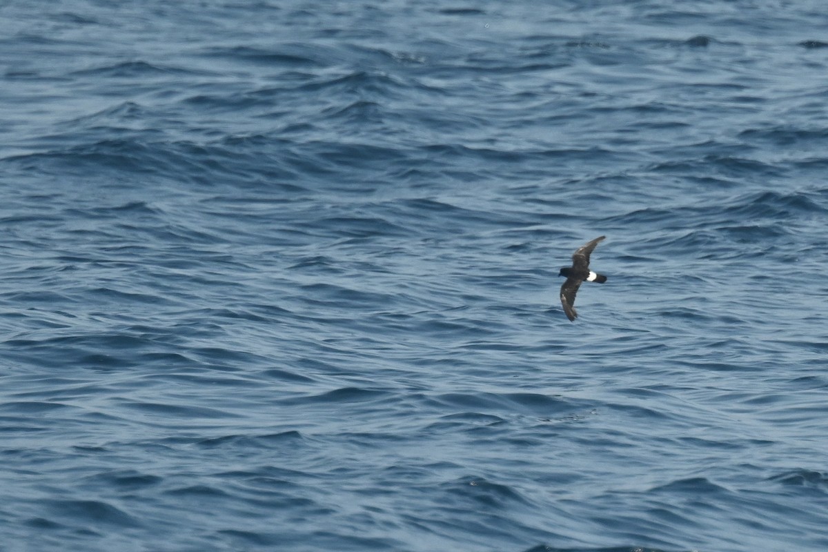 European Storm-Petrel (Mediterranean) - ML623664186