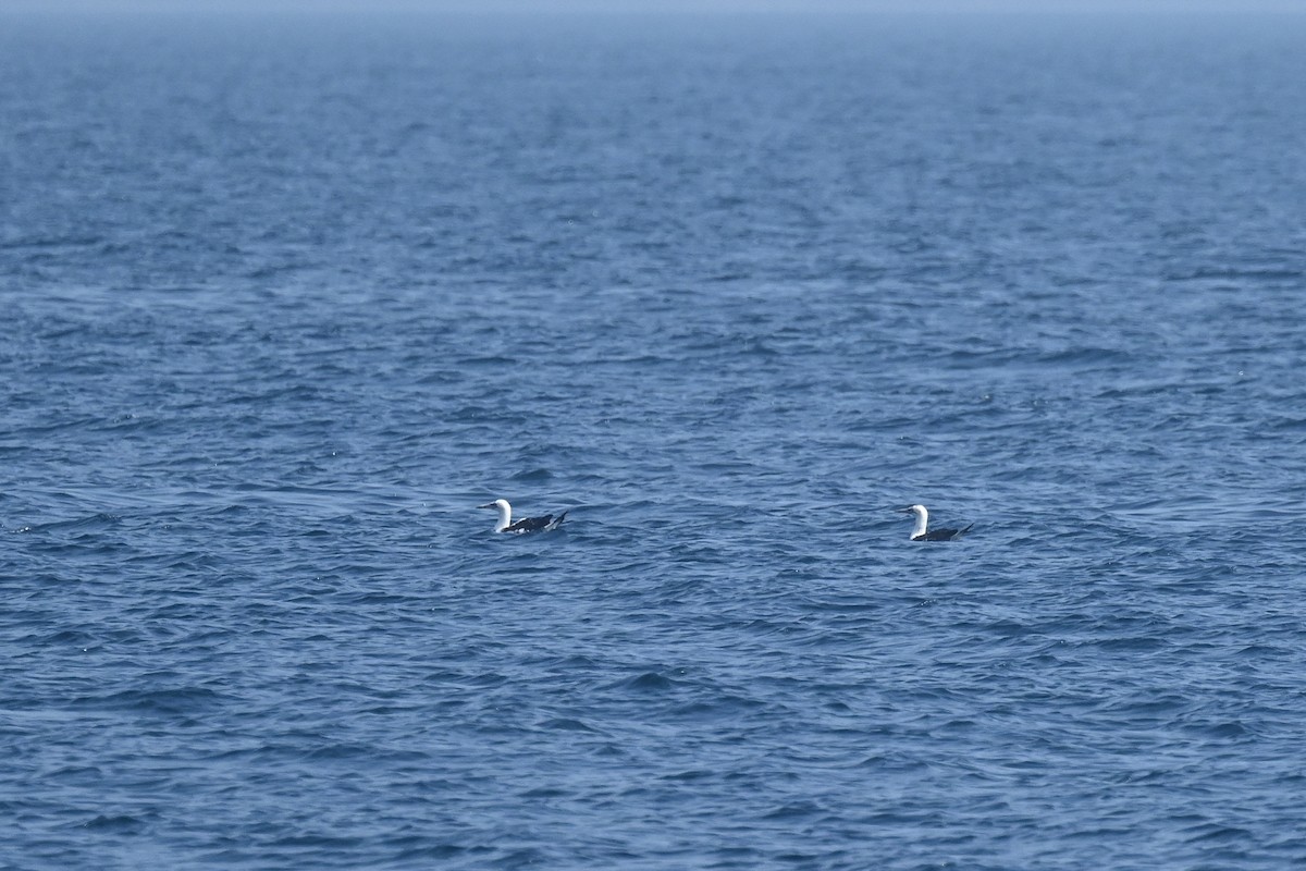 Northern Gannet - ML623664193