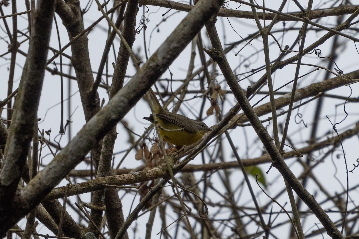 Golden-crowned Warbler - ML623664235