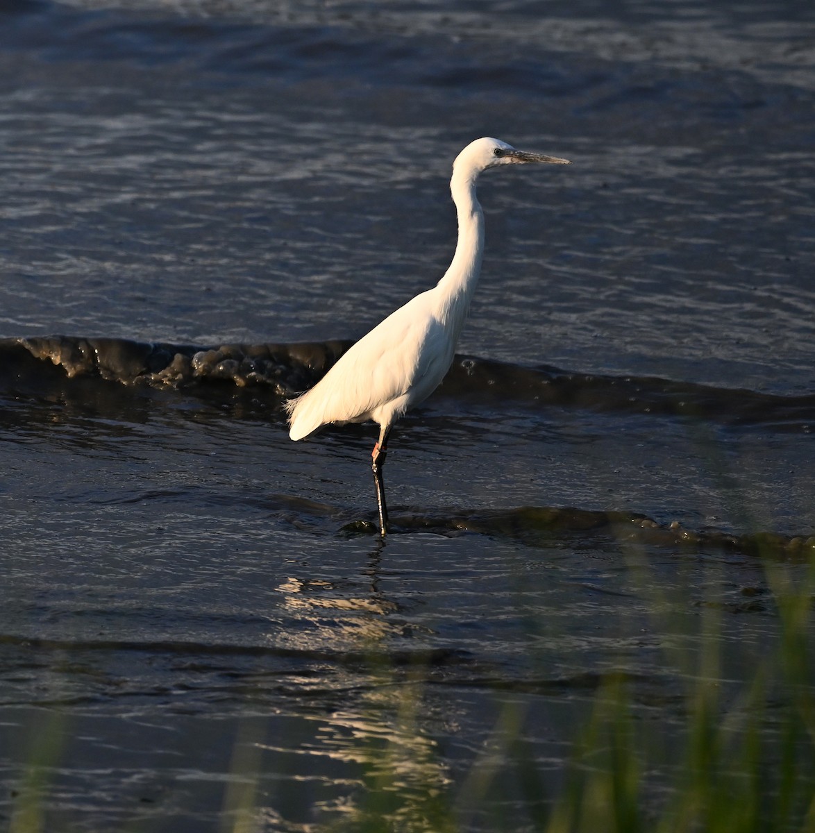 Little Egret (Western) - ML623664239