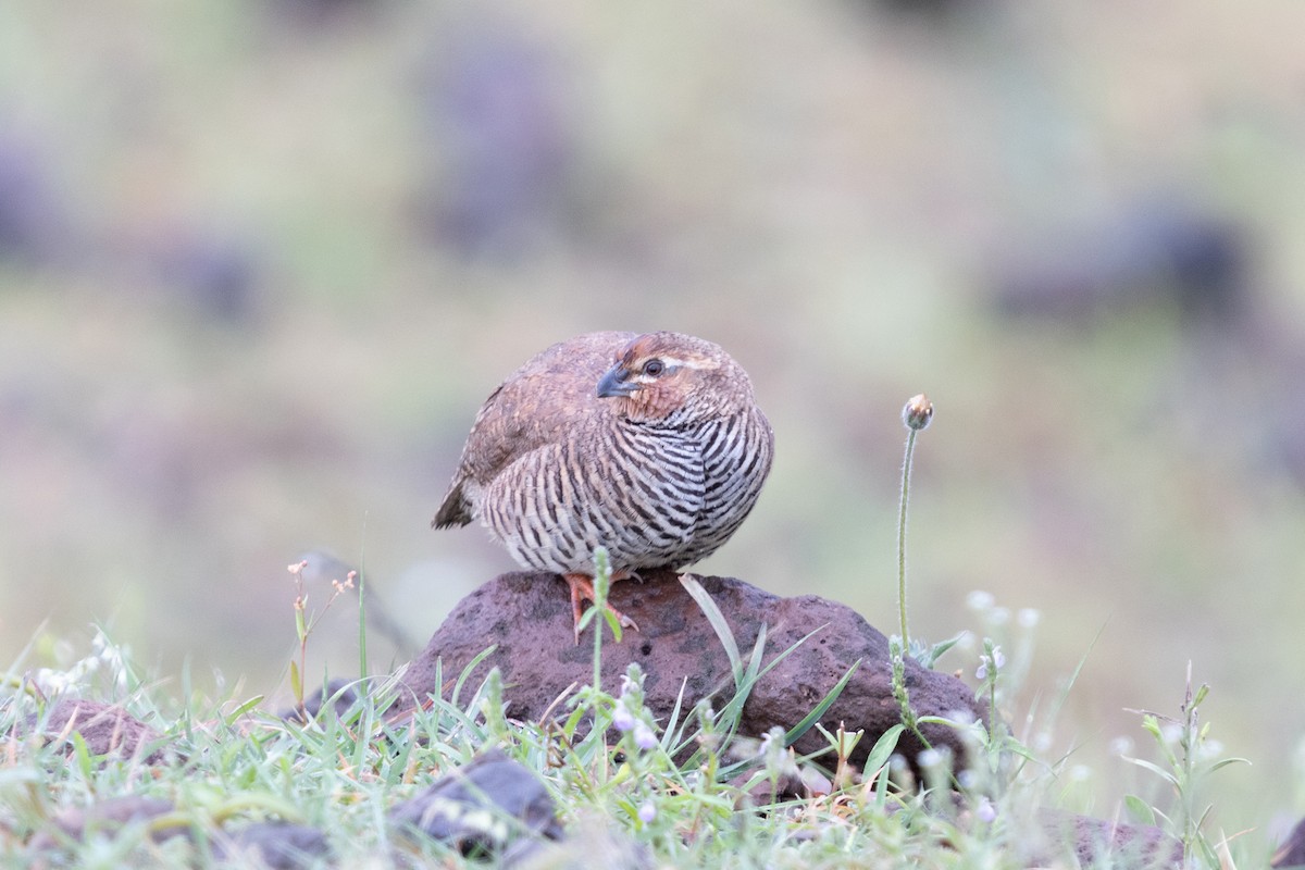 Rock Bush-Quail - ML623664244