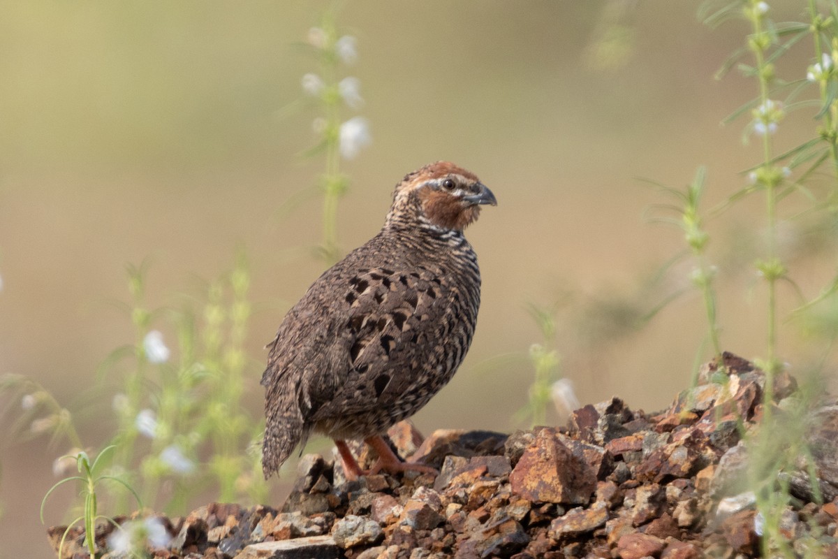 Rock Bush-Quail - ML623664245