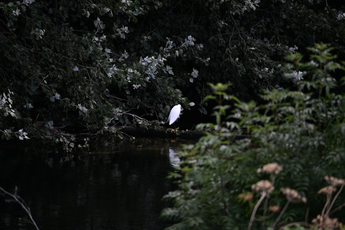 Little Egret (Western) - ML623664247