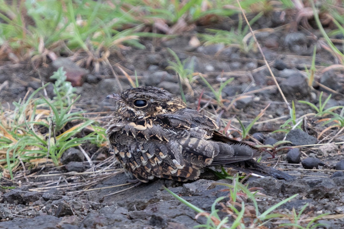 Indian Nightjar - ML623664260