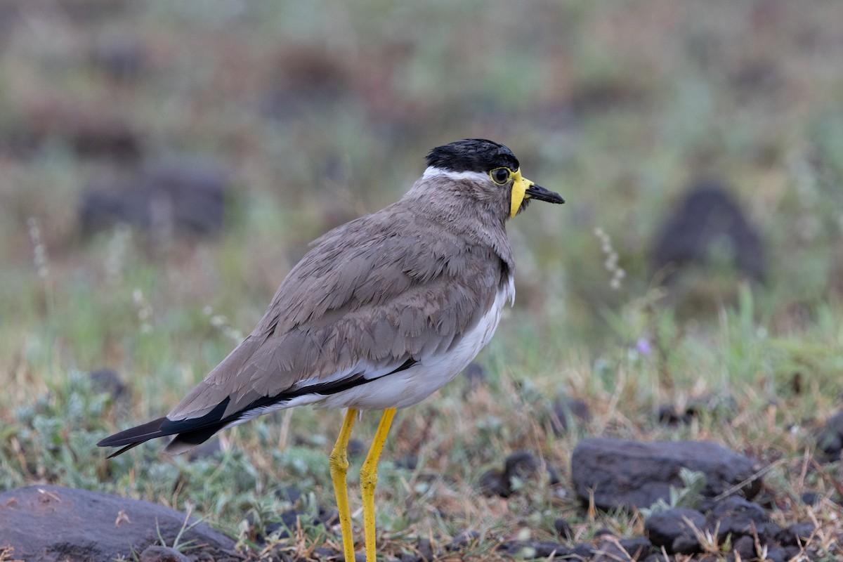 Yellow-wattled Lapwing - ML623664263