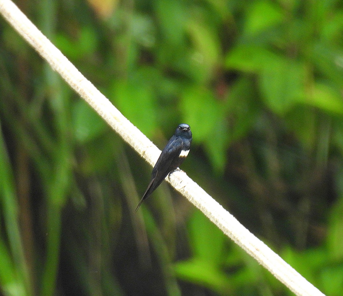 White-banded Swallow - Kathy Hart