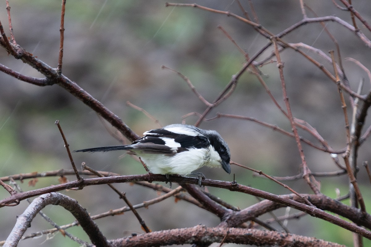 Great Gray Shrike - ML623664269