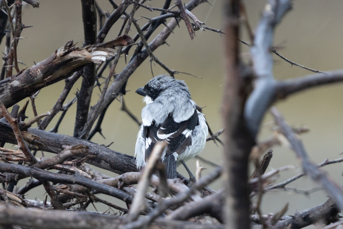 Great Gray Shrike - ML623664271