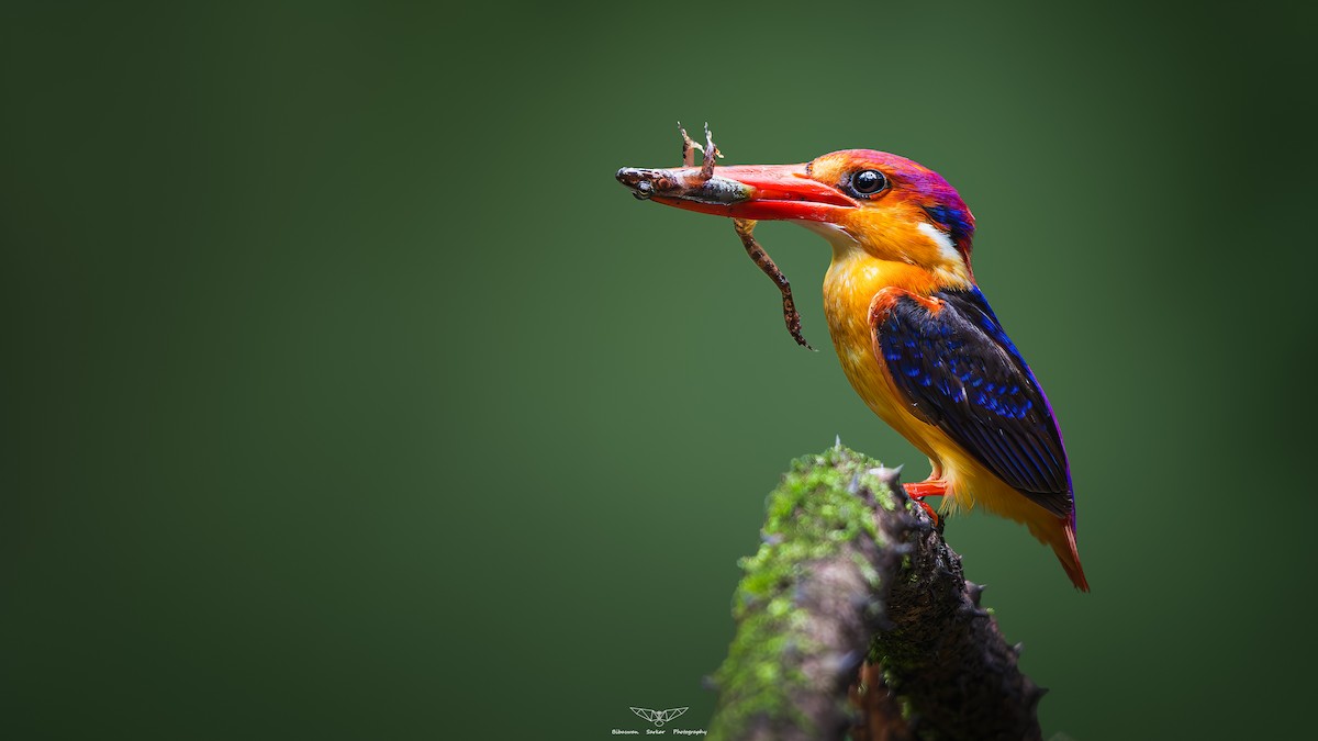 Black-backed Dwarf-Kingfisher - ML623664311