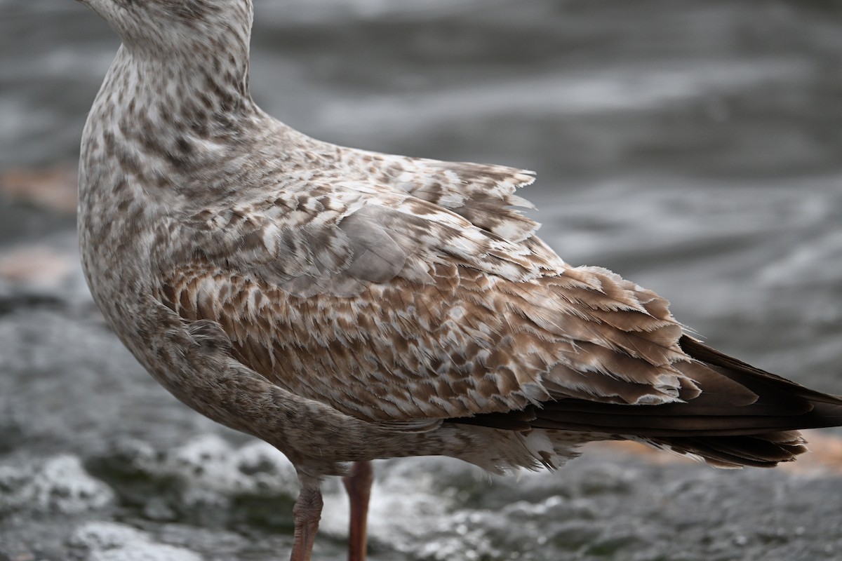 Silbermöwe (argentatus/argenteus) - ML623664312