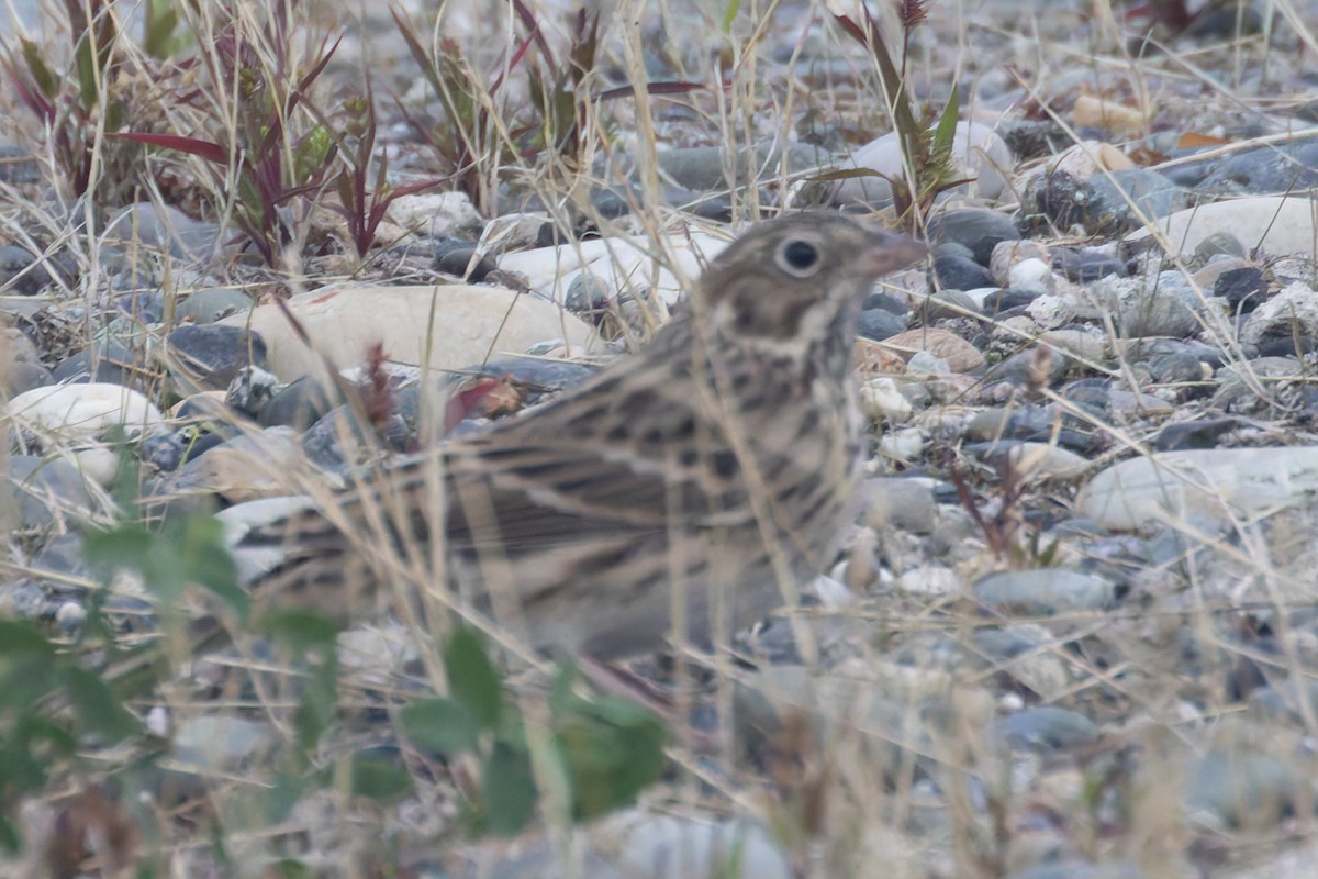 Vesper Sparrow - ML623664483