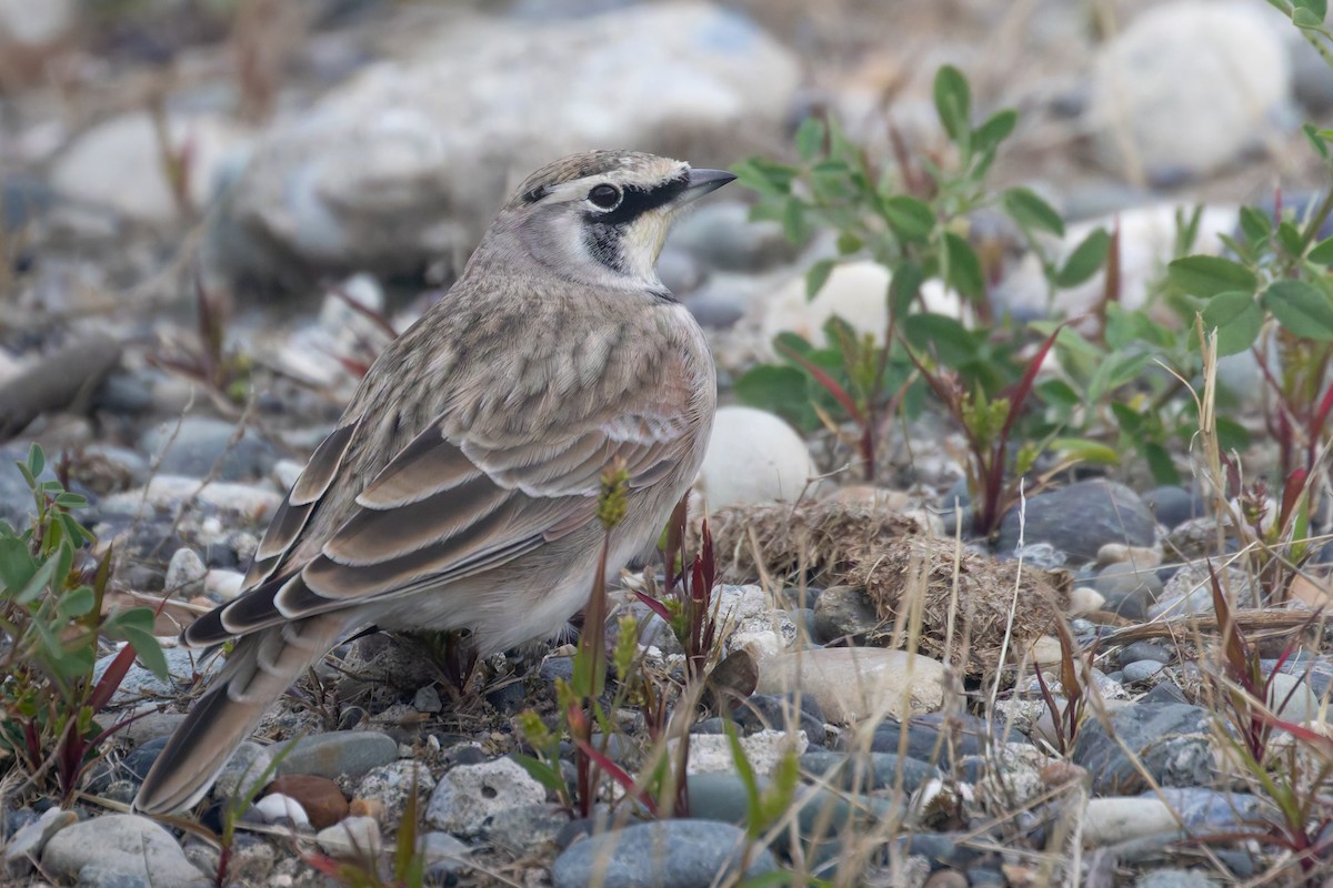 Horned Lark - ML623664484