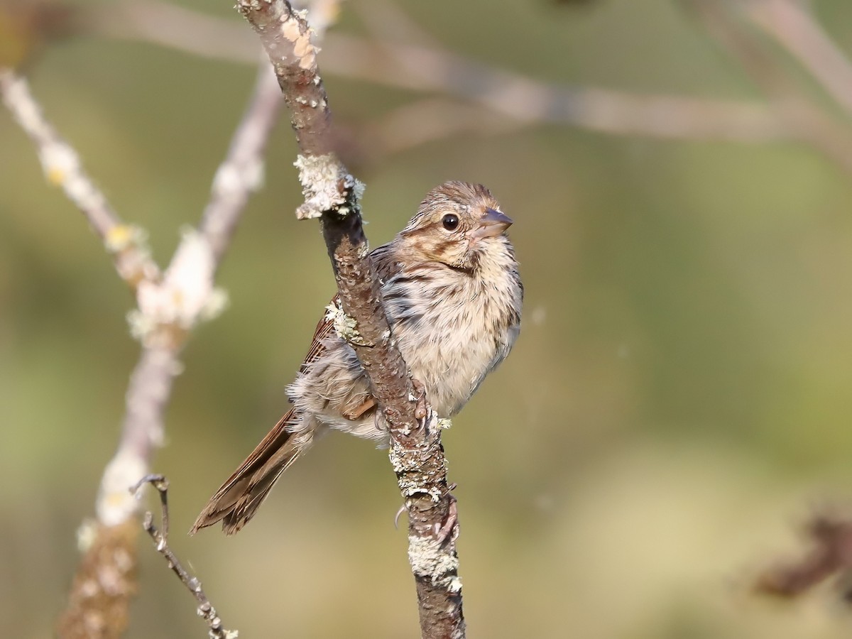 Song Sparrow - ML623664521