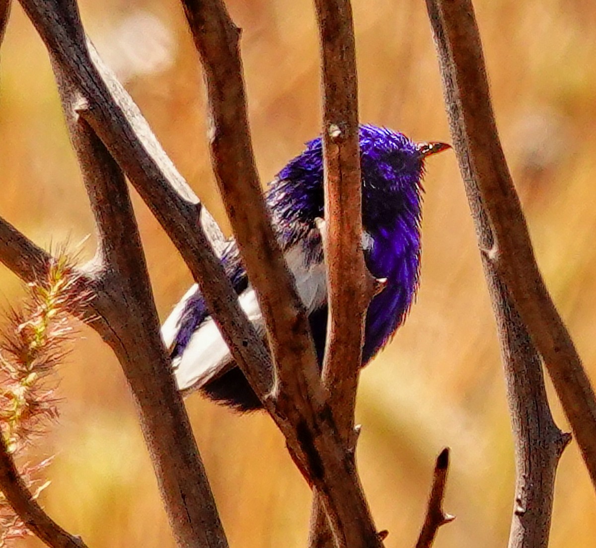 White-winged Fairywren - ML623664528