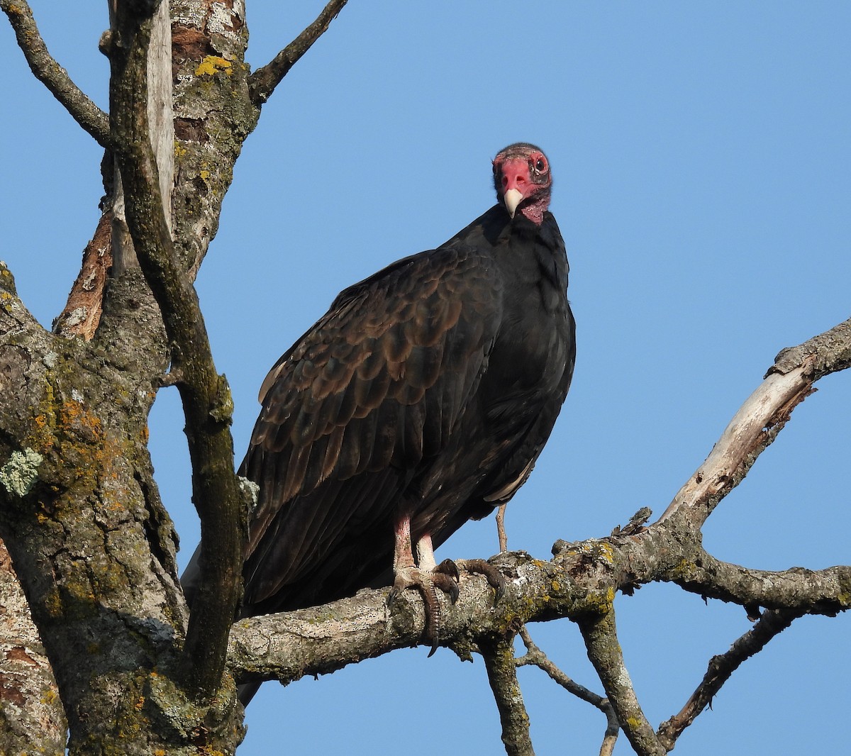 Turkey Vulture - ML623664529