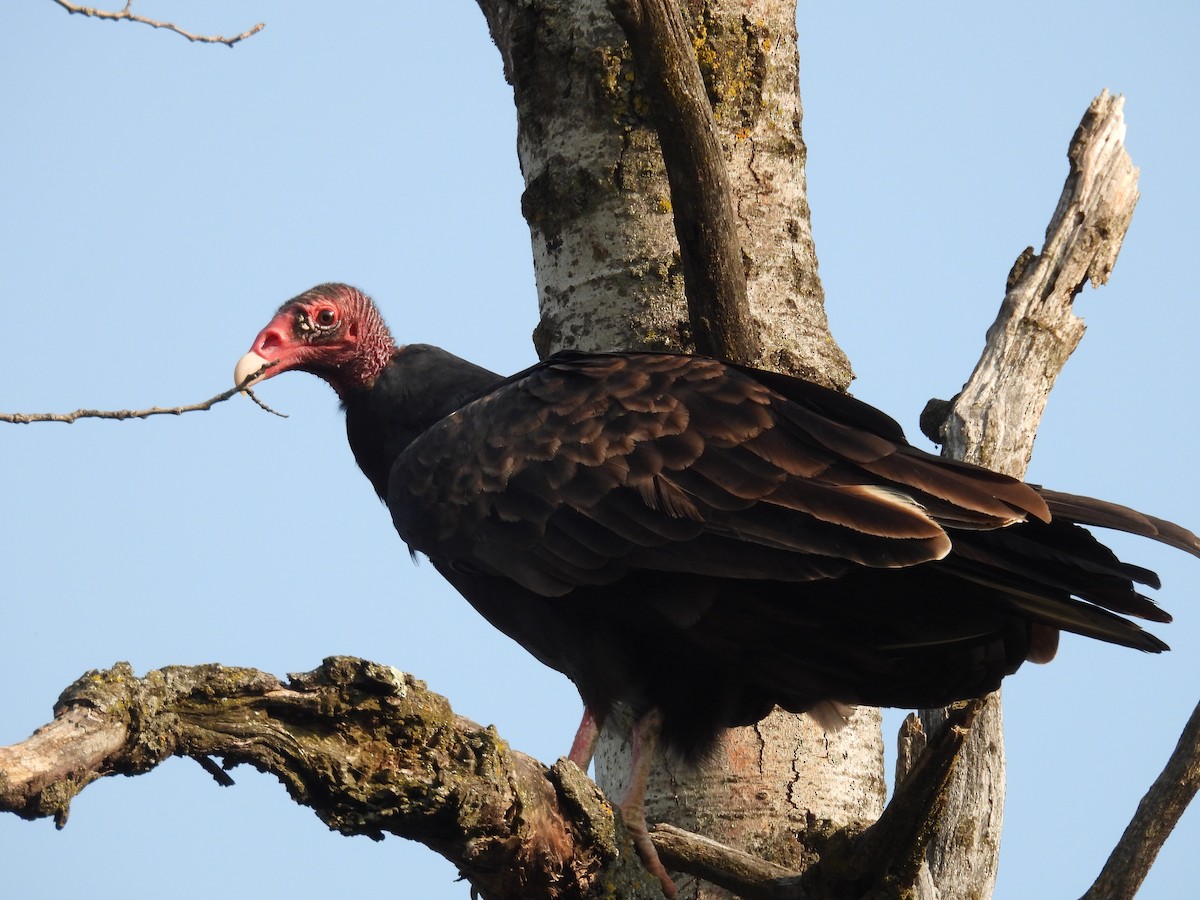 Turkey Vulture - ML623664531