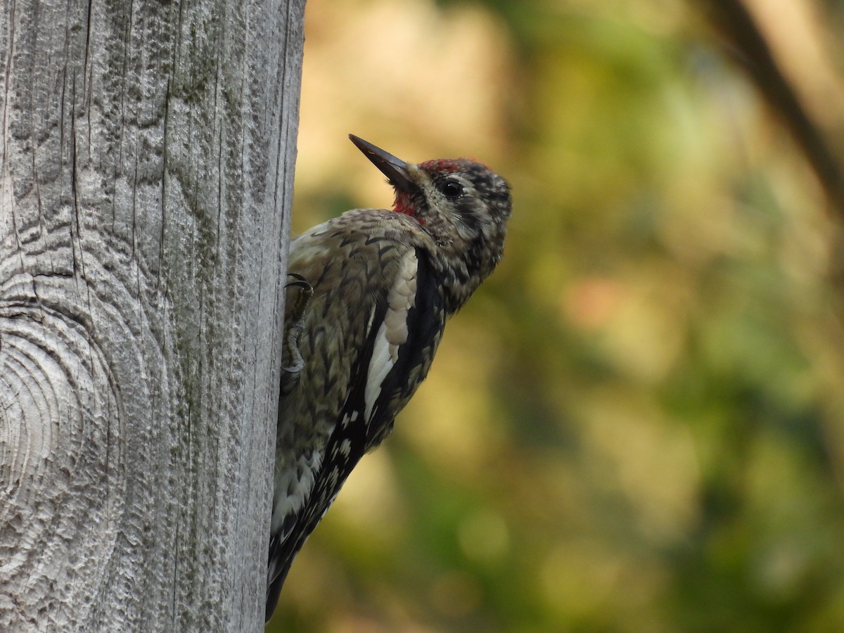 Yellow-bellied Sapsucker - ML623664537