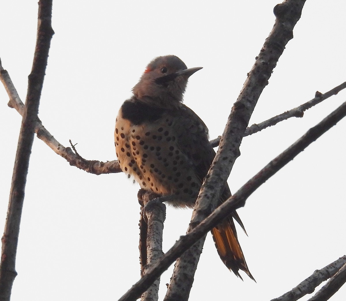 Northern Flicker - ML623664538