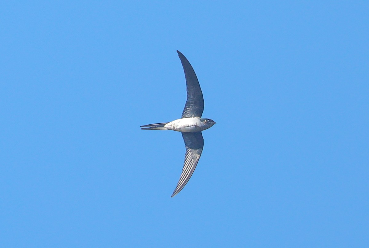 Gray-rumped Treeswift - ML623664539