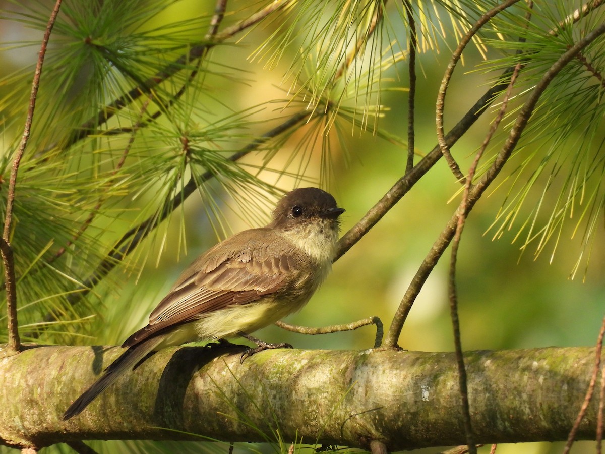 Eastern Phoebe - ML623664546