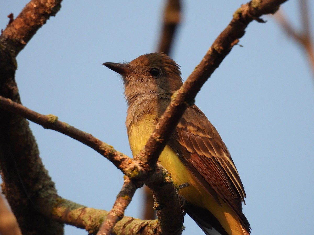 Great Crested Flycatcher - ML623664553