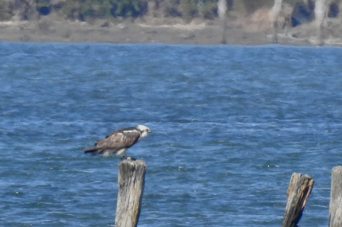 Águila Pescadora - ML623664554