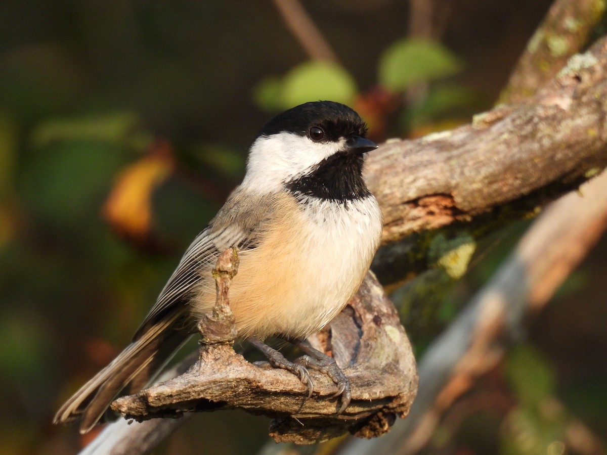 Black-capped Chickadee - ML623664557