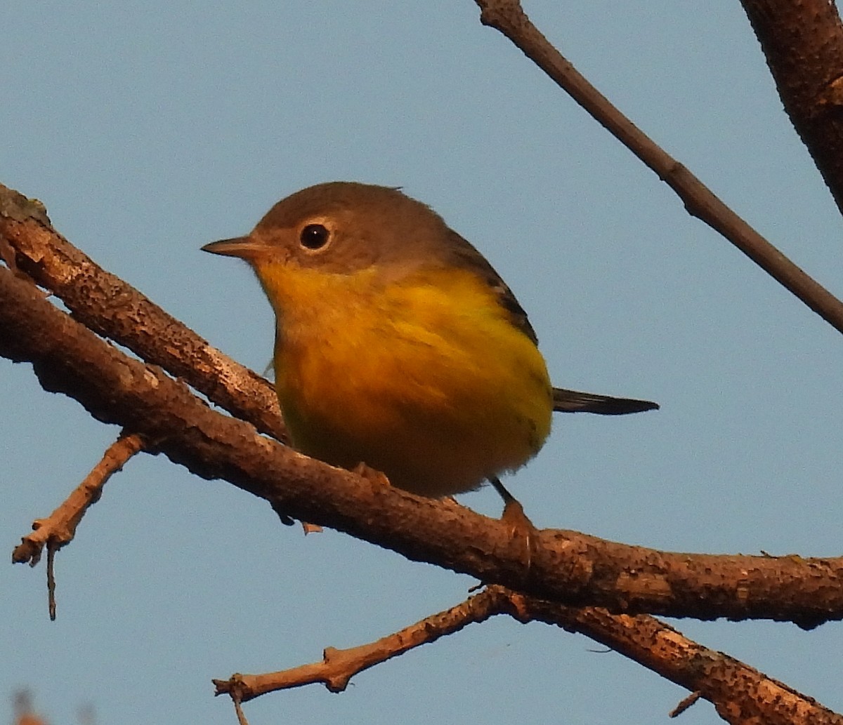 Magnolia Warbler - ML623664558