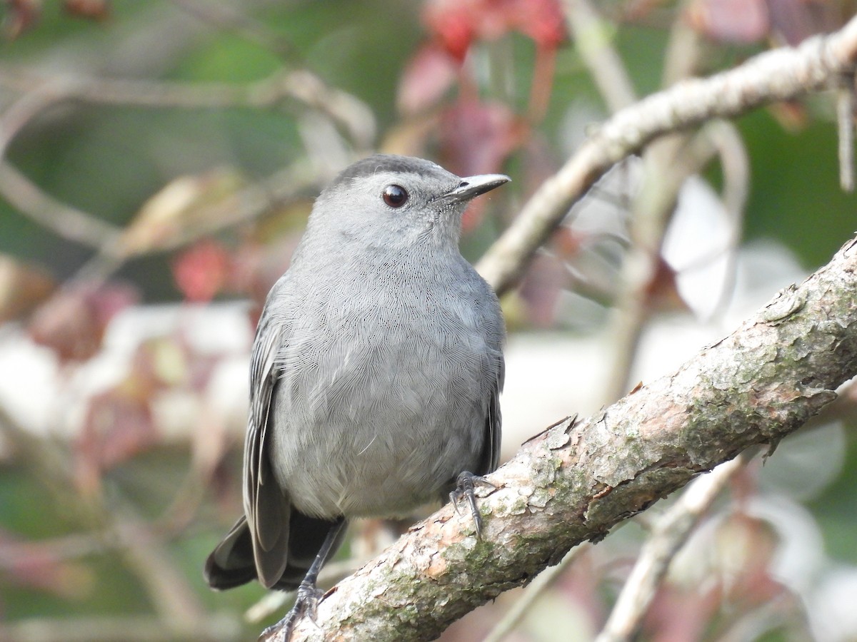 Gray Catbird - ML623664569