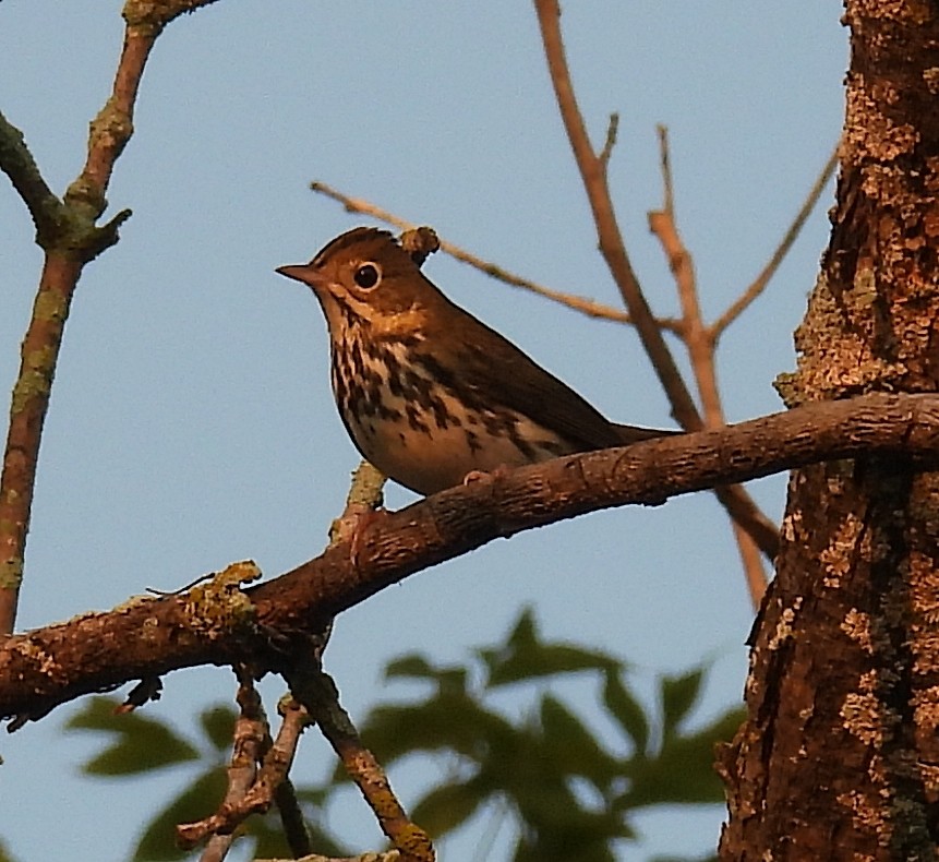 Ovenbird - ML623664572