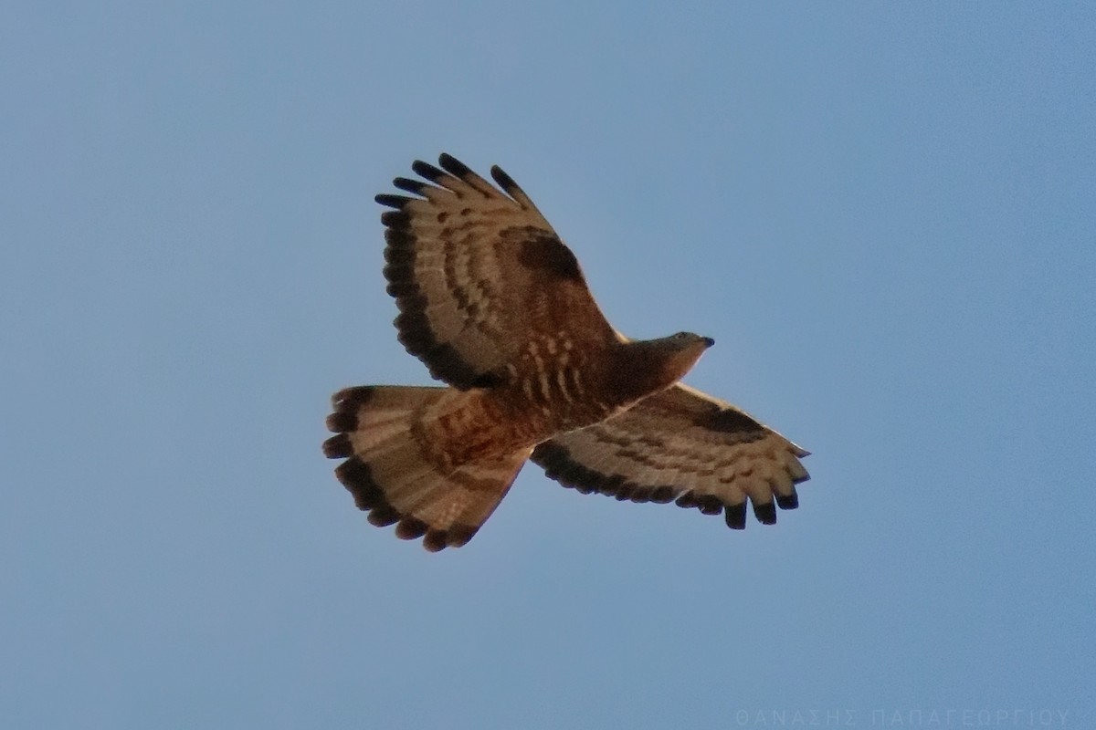 European Honey-buzzard - ML623664576