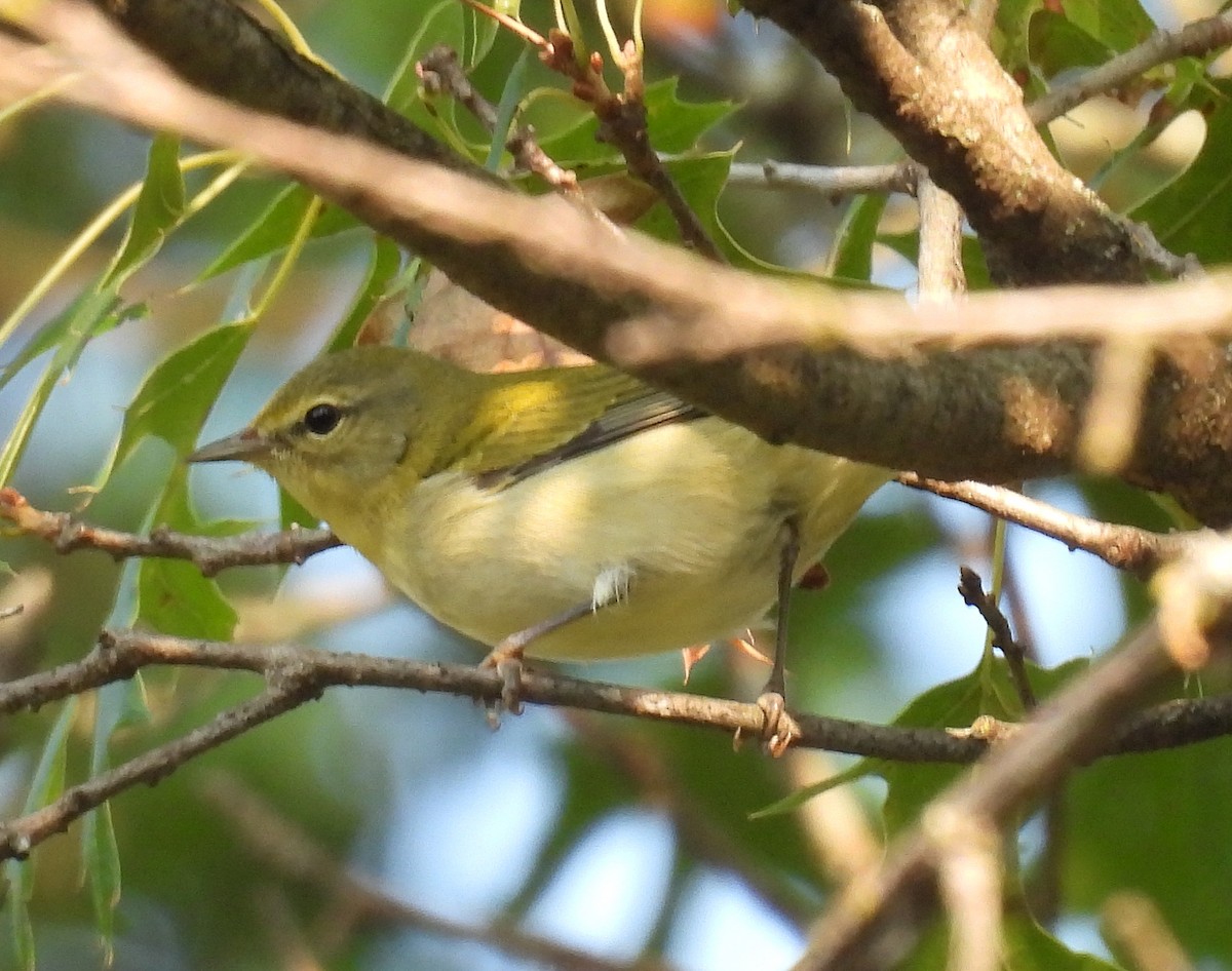 Tennessee Warbler - ML623664581