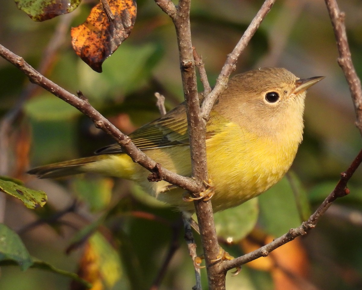 Nashville Warbler - ML623664583