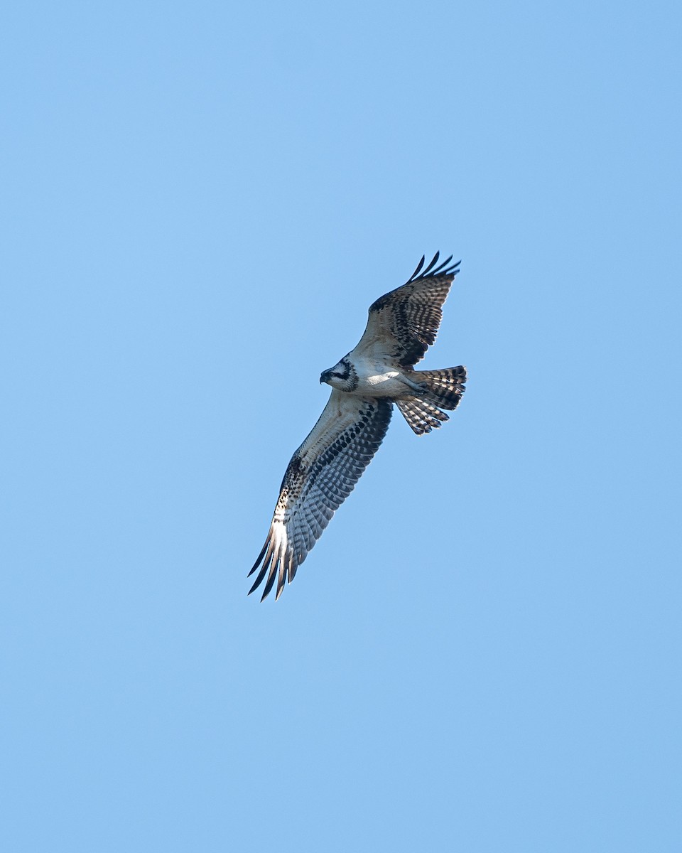 Osprey (haliaetus) - Graham Masterson