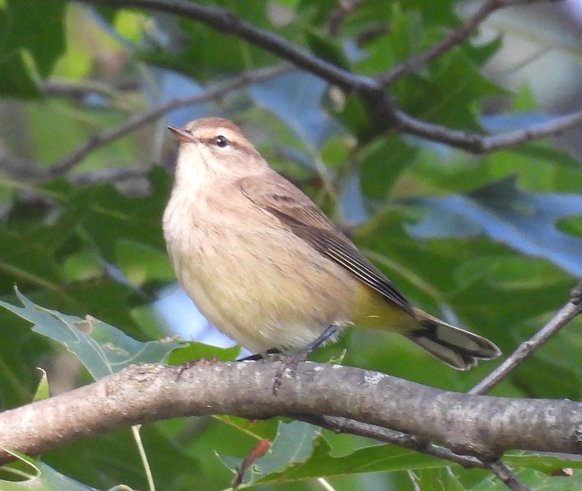 Palm Warbler - ML623664586