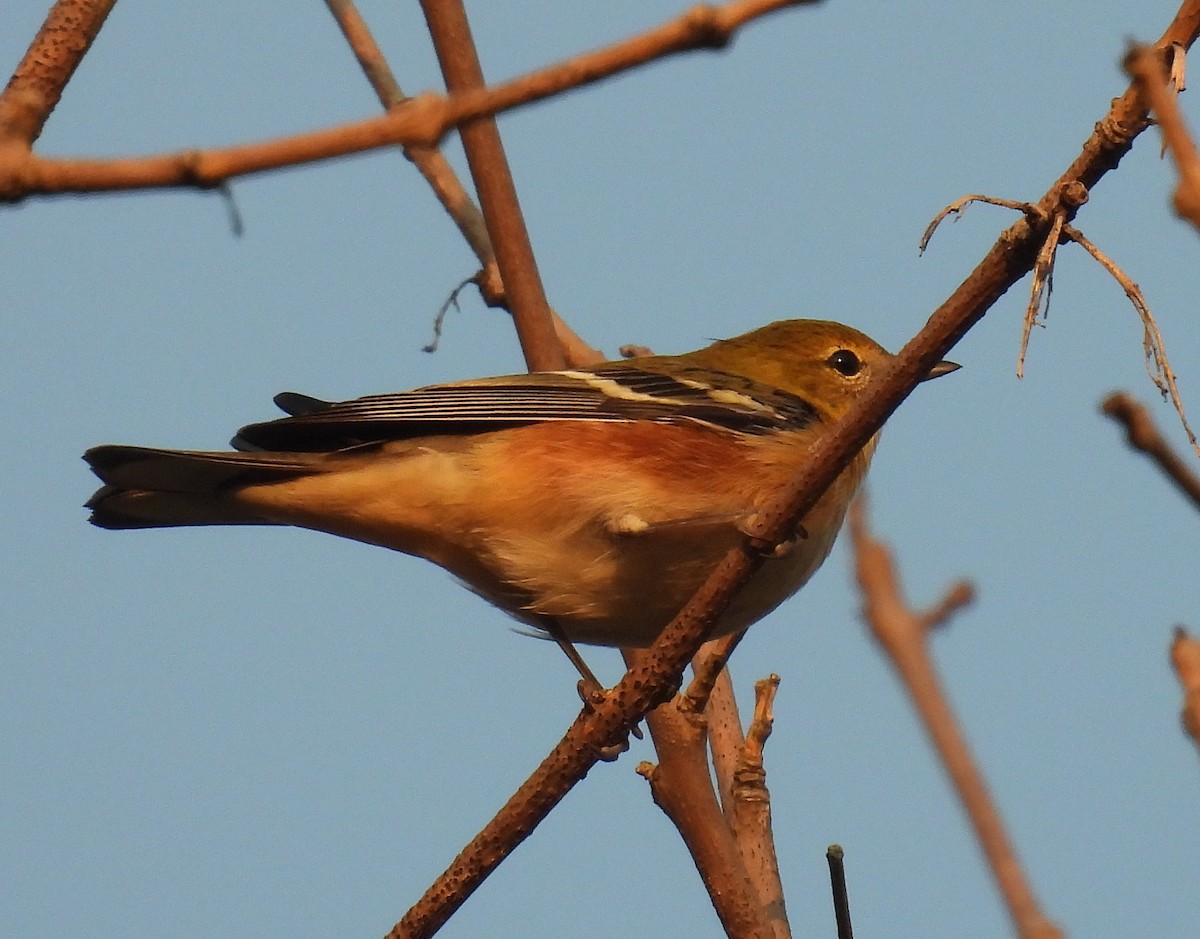 Bay-breasted Warbler - ML623664587