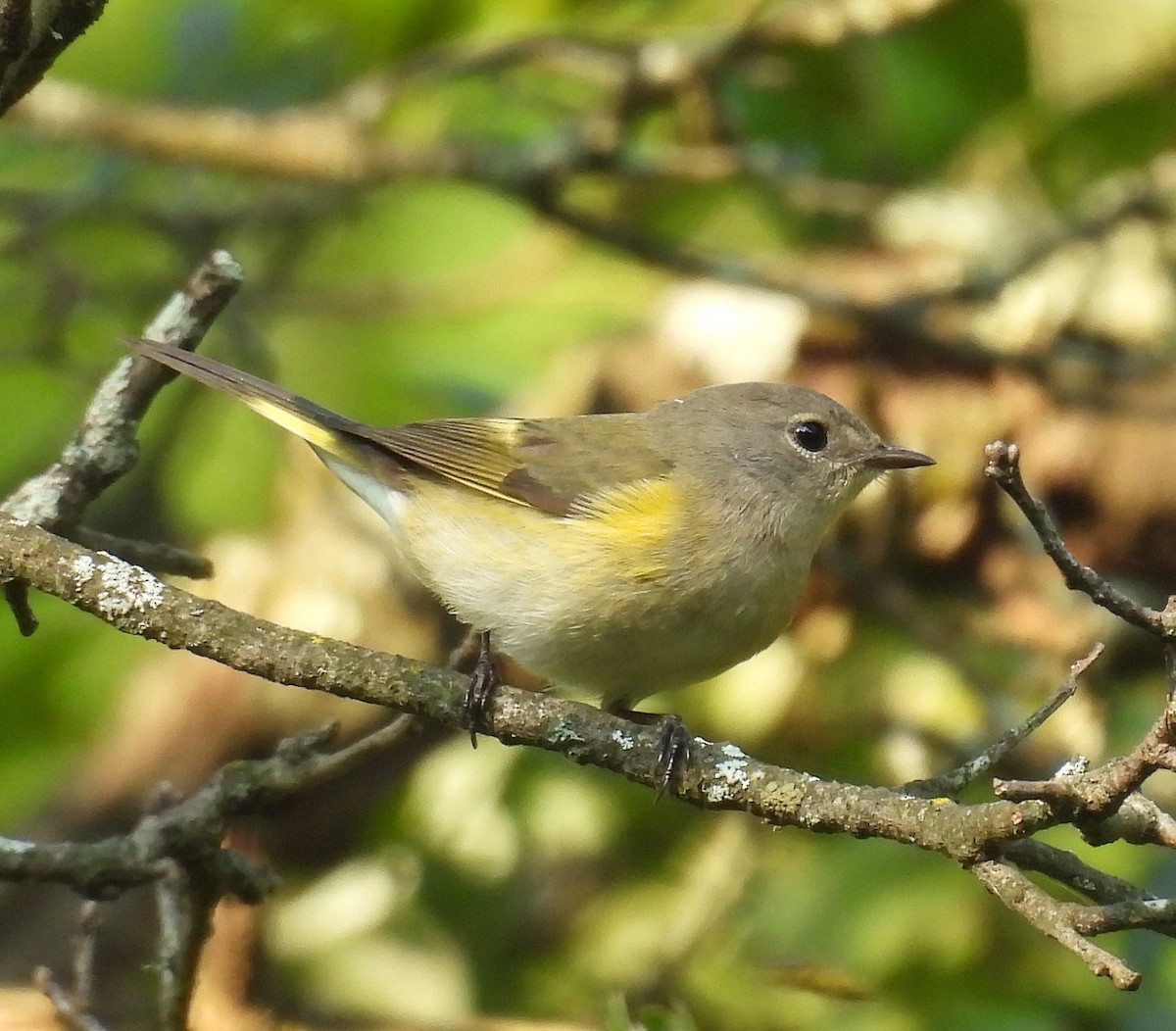 American Redstart - ML623664588